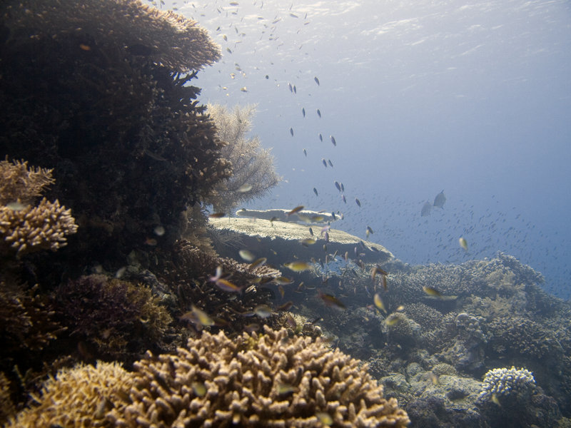 Underwater Scene, Wreck Point